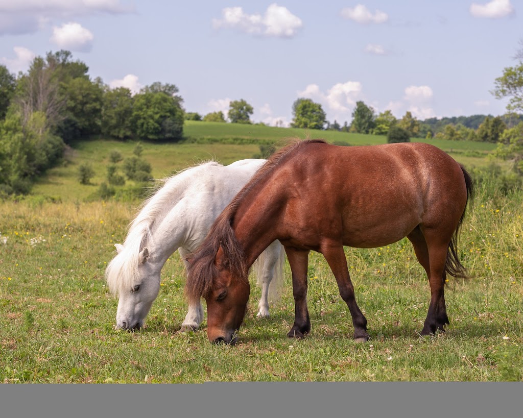 Harmony Farm Rice Lake | 245 Hannah Rd, Bailieboro, ON K0L 1B0, Canada | Phone: (705) 957-1678