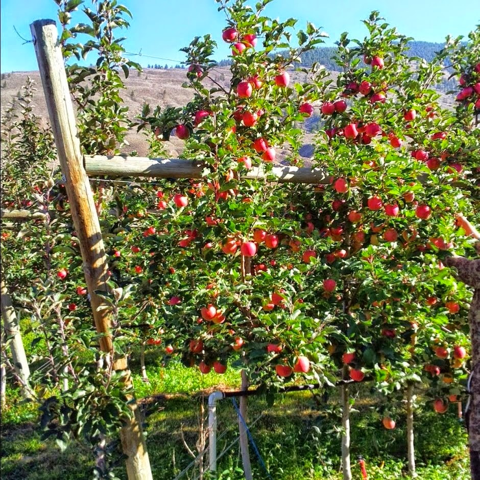Keremeos Fruit Market | 3073 BC-3, Keremeos, BC V0X 1N1, Canada | Phone: (250) 499-0481