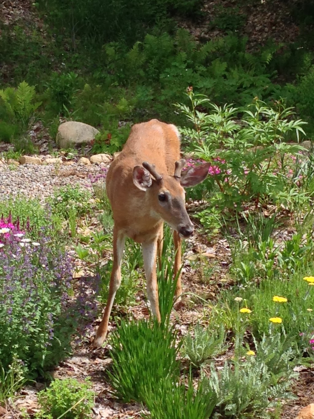 Muskoka Sky Bed and Breakfast Suite | 209 Swallowdale Rd, Huntsville, ON P1H 0A5, Canada | Phone: (705) 788-4842