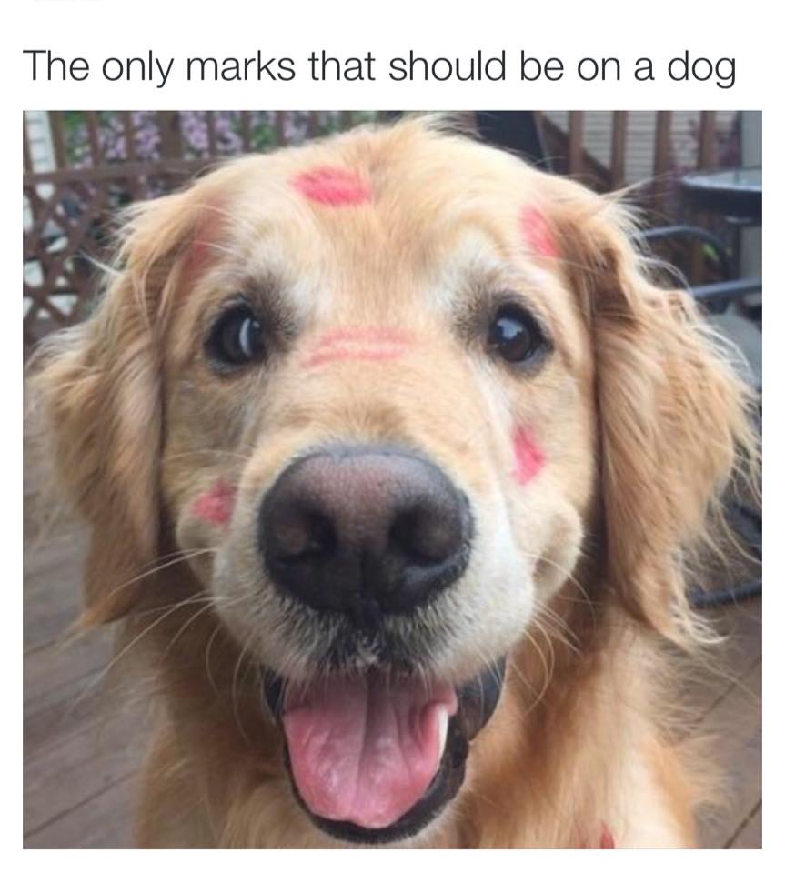 Shear Pawfection Pet Grooming | 9752 County Rd 93, Midland, ON L4R 4L9, Canada | Phone: (705) 717-0105