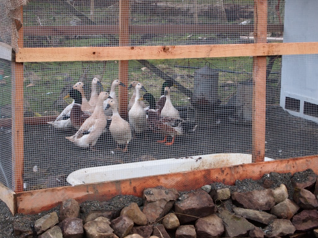 Money Family Farm | 184 E Point Rd, Saturna, BC V0N 2Y0, Canada | Phone: (250) 539-5381