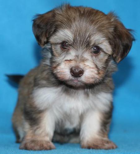 Moors Havanese | B24525, Side Rd 17, Beaverton, ON L0K 1A0, Canada | Phone: (705) 426-1517