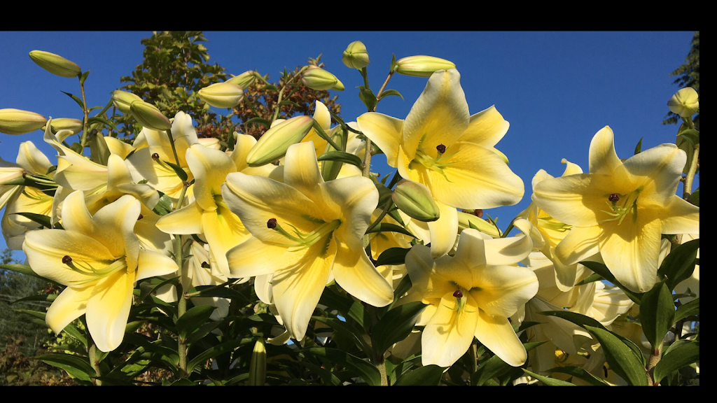 B&K Garden & Landscape Supply | 629 Pratt Rd, Gibsons, BC V0N 1V4, Canada | Phone: (604) 886-0924