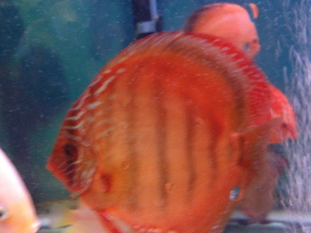 Discus fish wholesale in bc | 11842 80 Ave, Delta, BC V4C 1Y2, Canada | Phone: (604) 862-1102