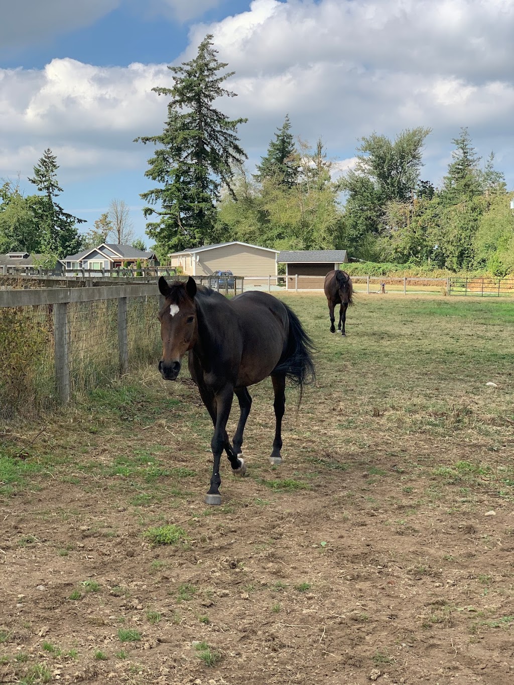 Bekevar Farms | 2863 240 St, Langley, BC V2Z 1N3, Canada | Phone: (778) 999-2692