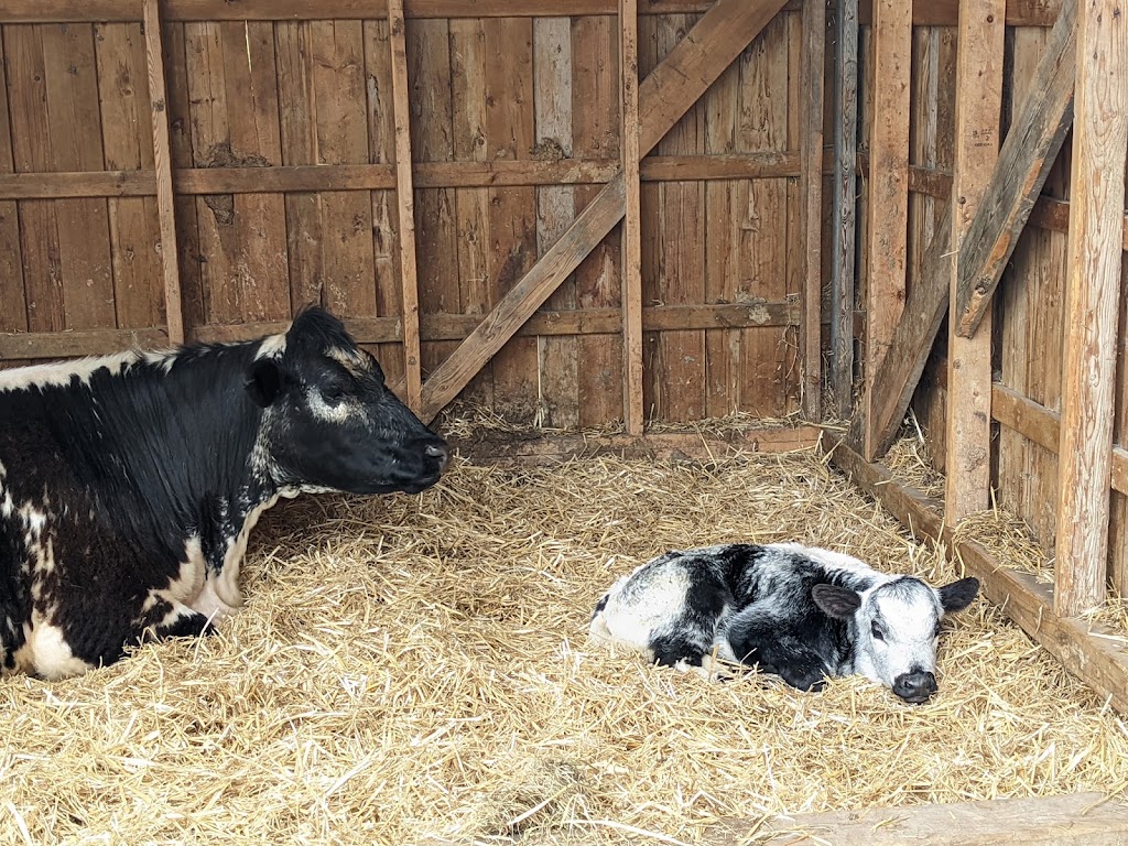 Kings Creek Farm | 701 Forest Lea Rd, Pembroke, ON K8A 6W6, Canada | Phone: (613) 635-2430