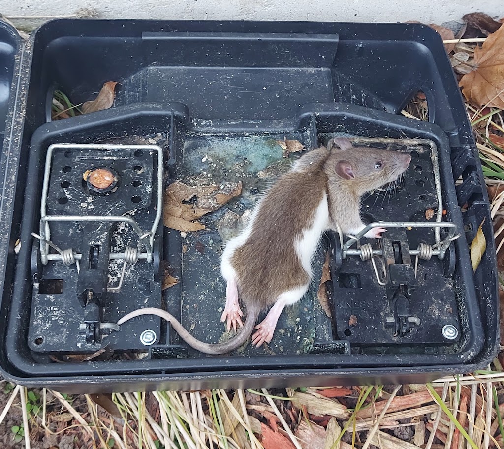 Jays Pest Control | 5 Acadia Dr, Cobourg, ON K9A 1T8, Canada | Phone: (905) 377-1035