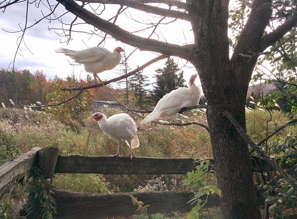 Northleaf Farms | 176 Chemin Brosseau, Saint-Joachim-de-Shefford, QC J0E 2G0, Canada | Phone: (579) 439-8322