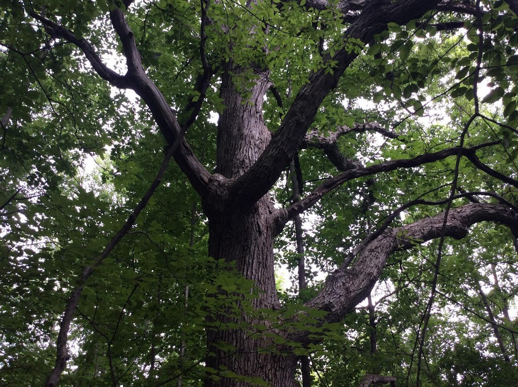Alice Moore Woods Nature Sanctuary | 999 Stratford Rd, St Clair, MI 48079, USA | Phone: (517) 655-5655