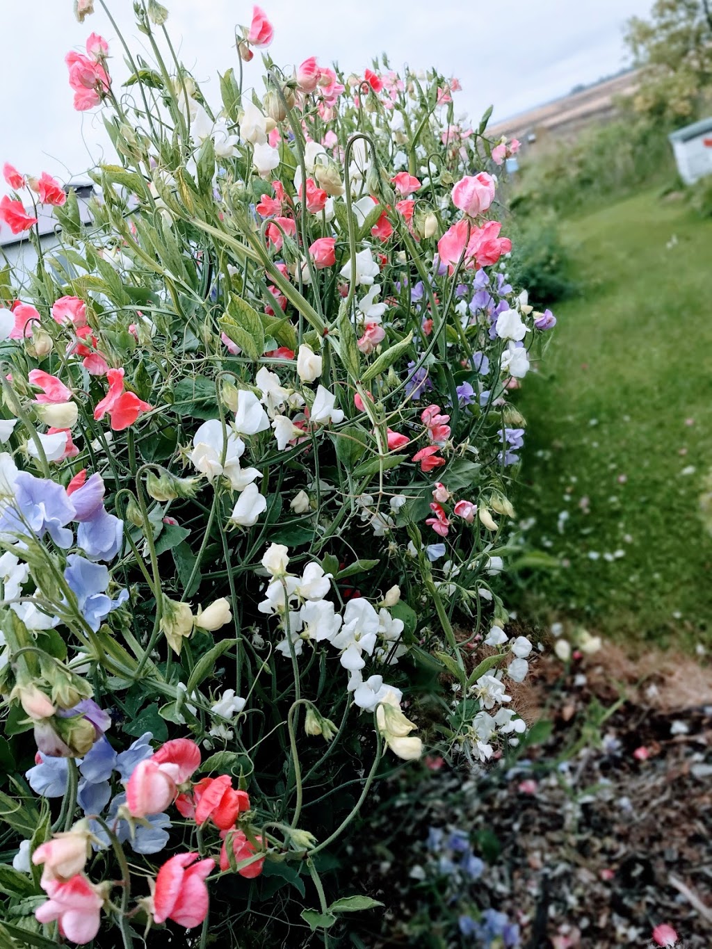 Local Dirt Bouquets | 61507 RR25, Westlock County, AB T0G 1R0, Canada | Phone: (780) 674-1527