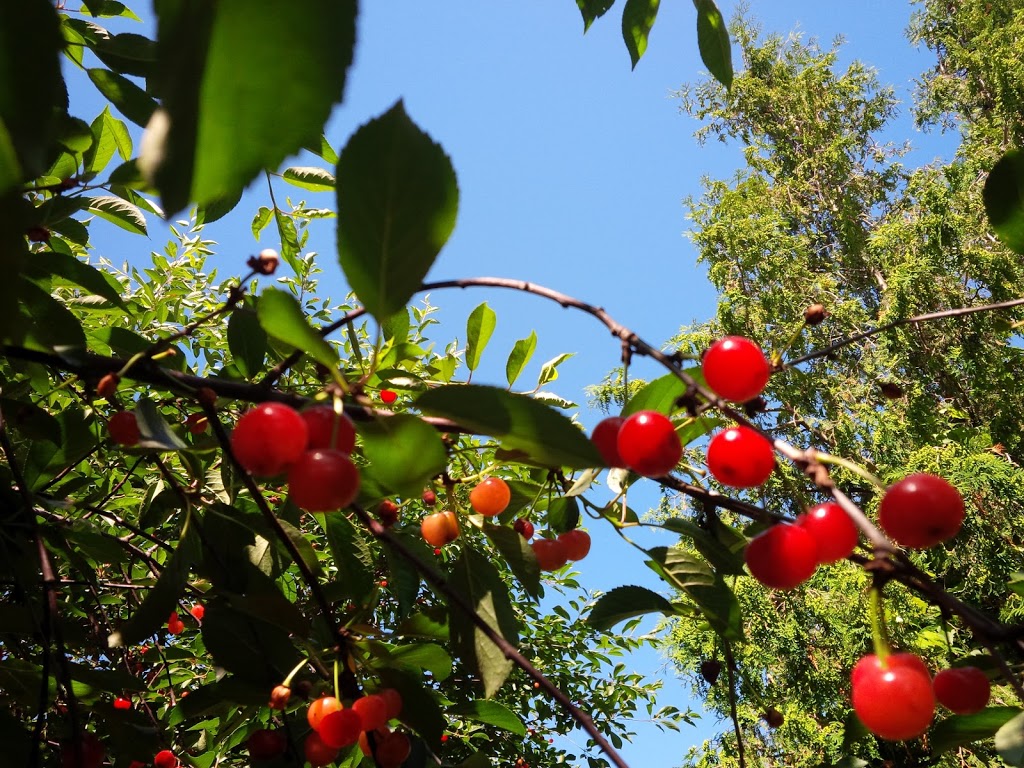 Maitside Orchards | 23 Orchard Ln, Brussels, ON N0G 1H0, Canada | Phone: (519) 887-6883