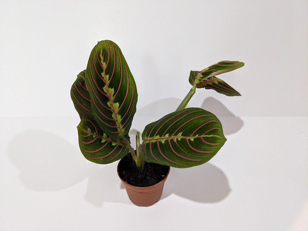 Tropical North Plants | 180 Cundles Rd W, Barrie, ON L4N 5N2, Canada | Phone: (705) 710-4212