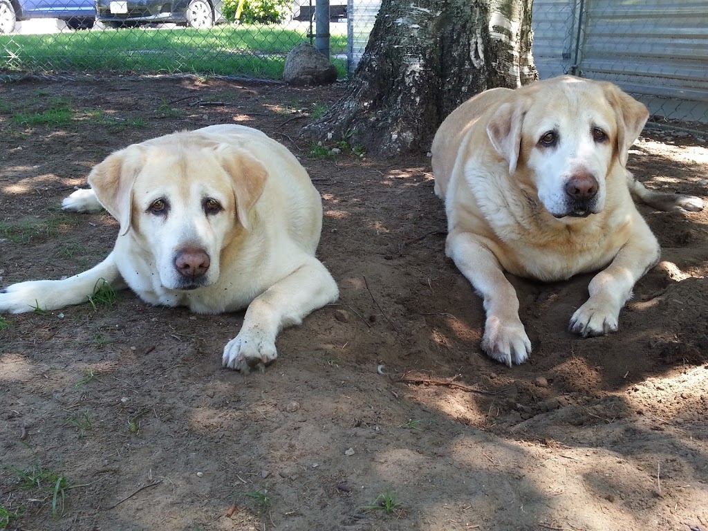 Birchview Dog Boarding | 1491 Windham Road 2, Scotland, ON N0E 1R0, Canada | Phone: (226) 387-3003
