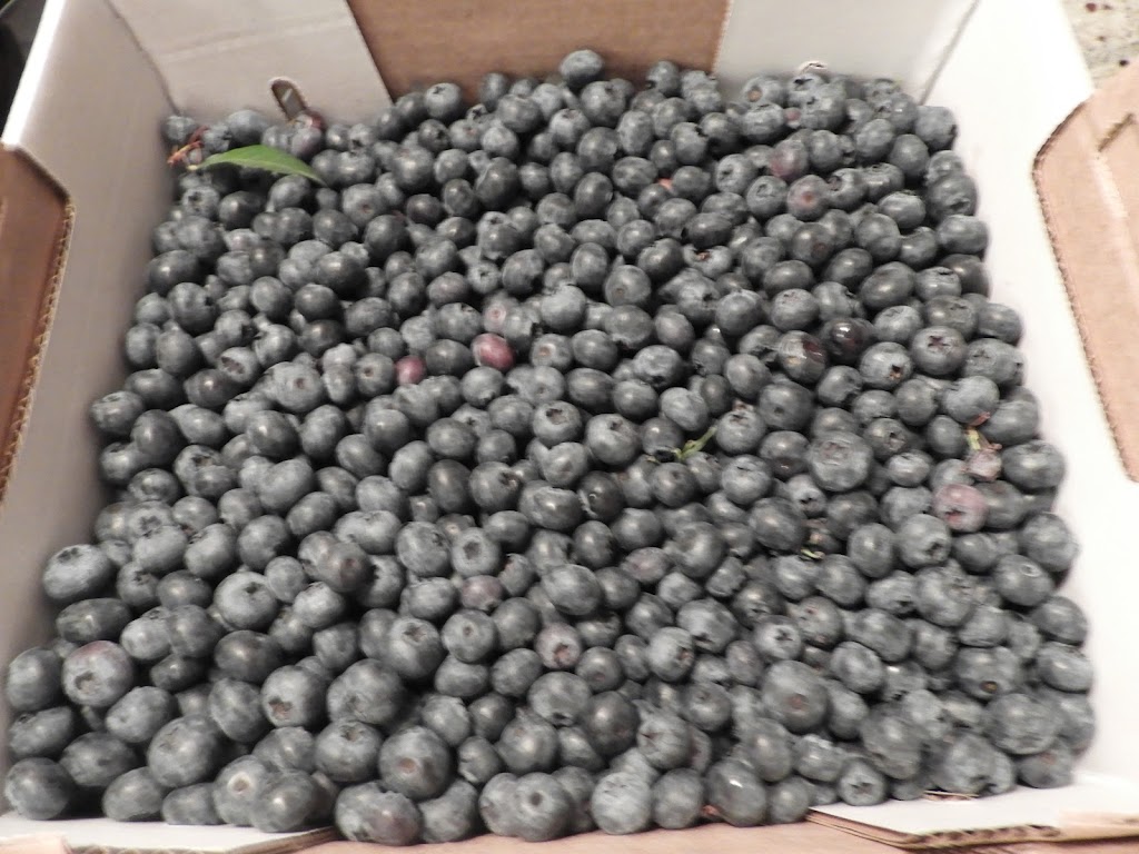 Blueberry Farm | 15211 72 Ave, Surrey, BC V3S 2G4, Canada | Phone: (778) 536-5951