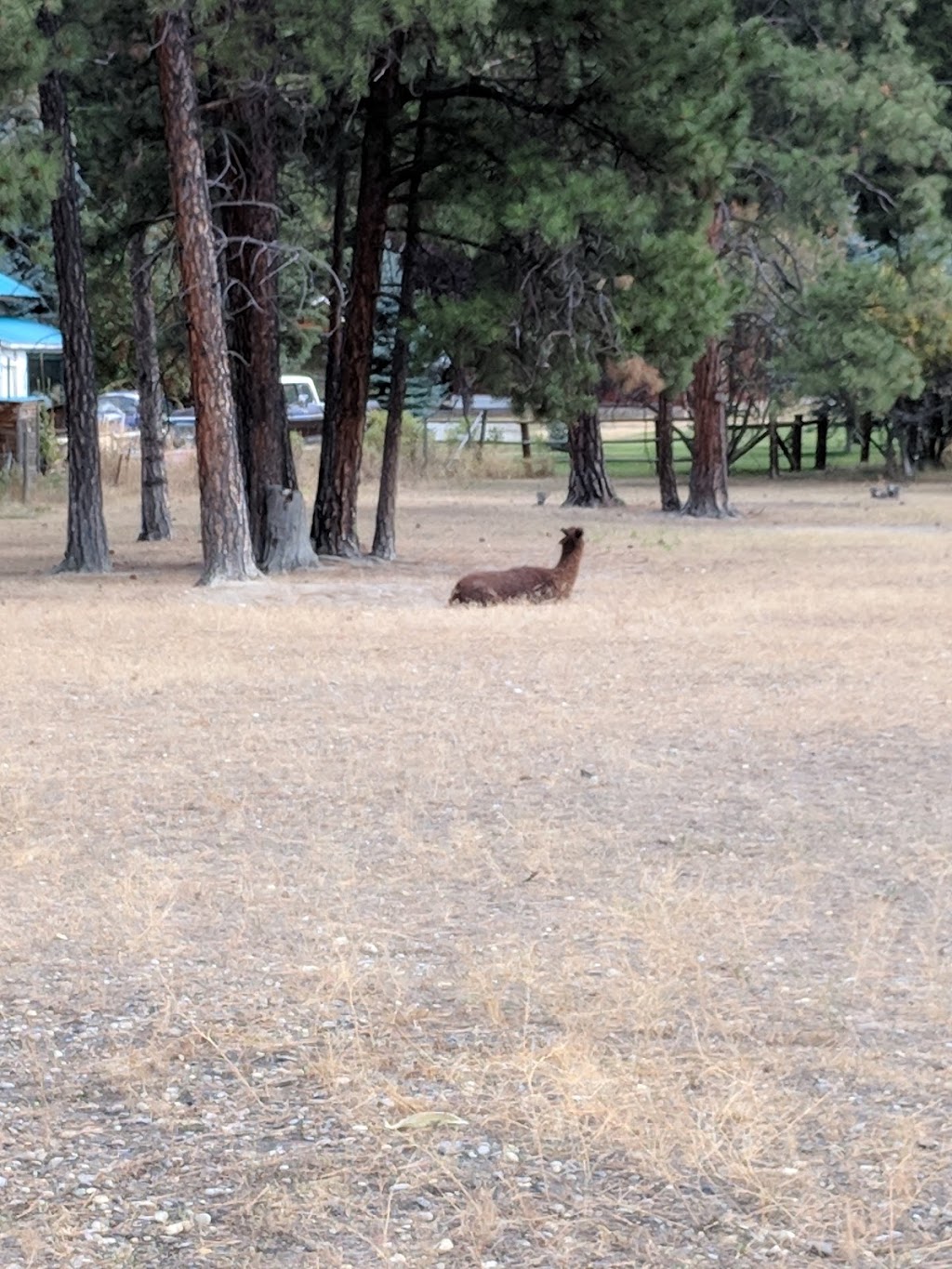 Wasa Lake Motel | 6532 Wasa Lake Park Dr, Wasa, BC V0B 2K0, Canada | Phone: (250) 422-3427