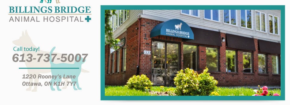 Billings Bridge Animal Hospital | 1220 Rooneys Ln, Ottawa, ON K1H 1C2, Canada | Phone: (613) 737-5007