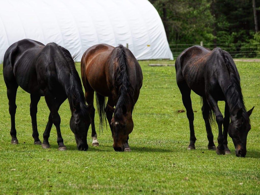 Railside Stables | Minesing, ON L0L 1Y3, Canada | Phone: (705) 715-7686