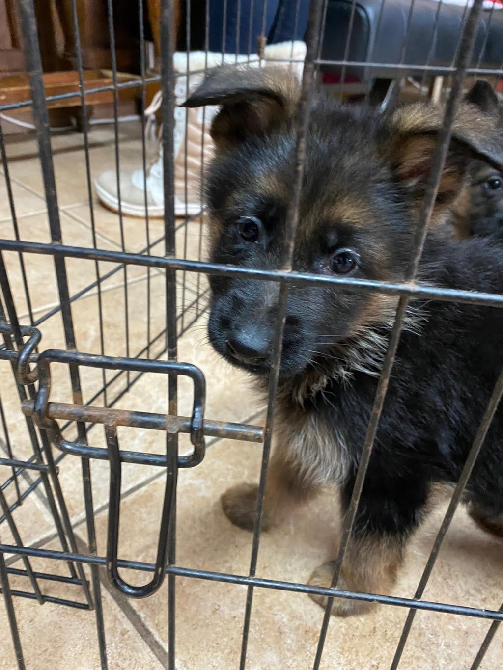 Carissima Kennels | 2829 Concession Rd 5, Loretto, ON L0G 1L0, Canada | Phone: (519) 940-5049