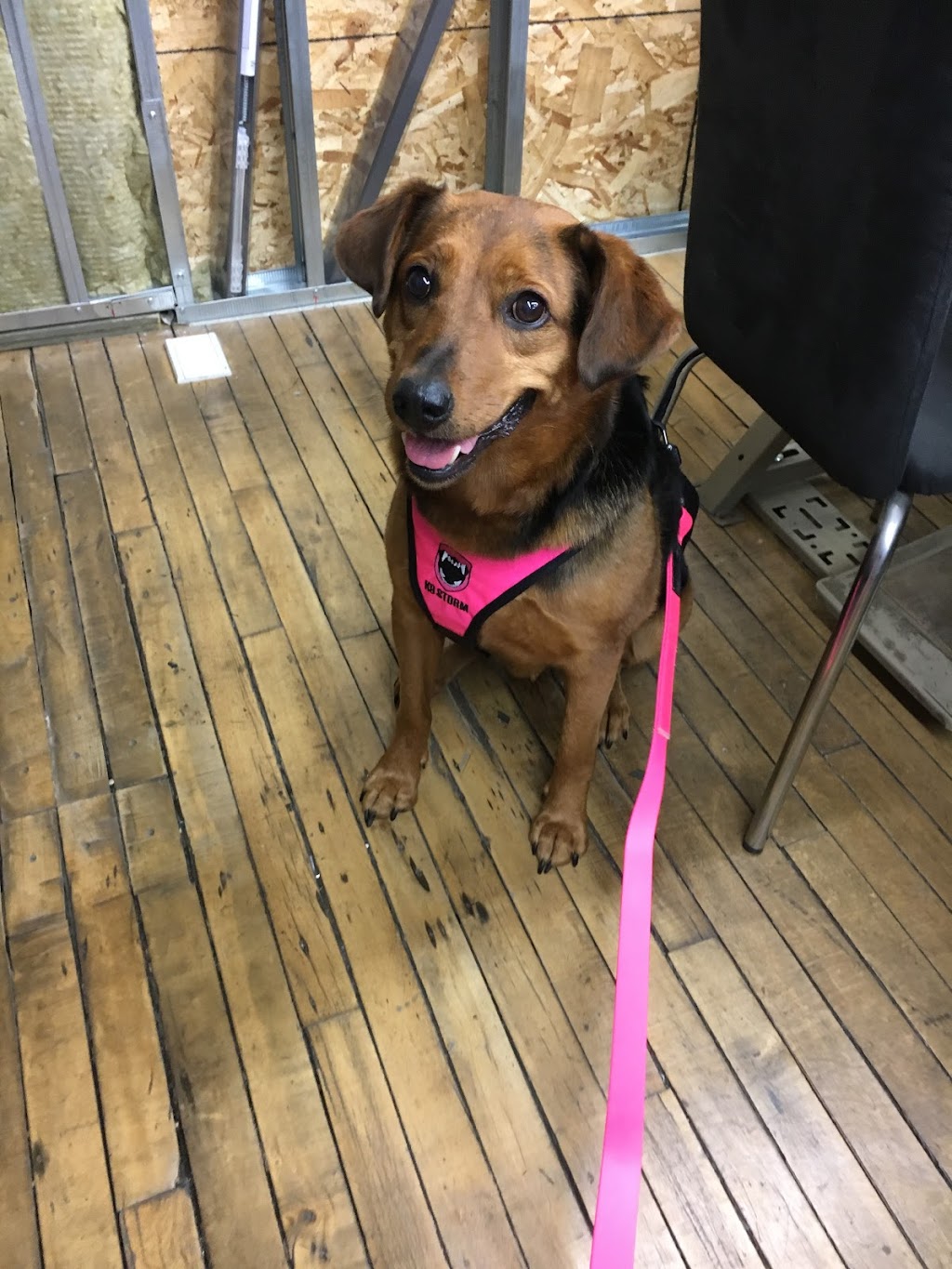 K9 Storm Inc. | 620 Nairn Ave, Winnipeg, MB R2L 0X3, Canada | Phone: (204) 669-8199