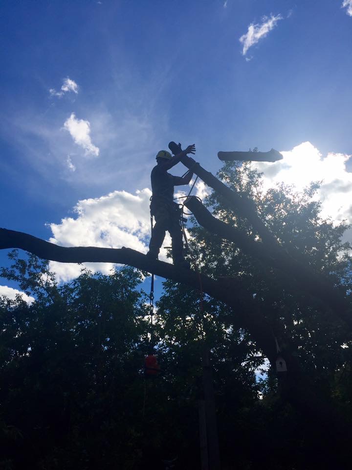 WoodRoy Tree Service | 55 Chem. Alpino, Morin-Heights, QC J0R 1H0, Canada | Phone: (450) 822-9530