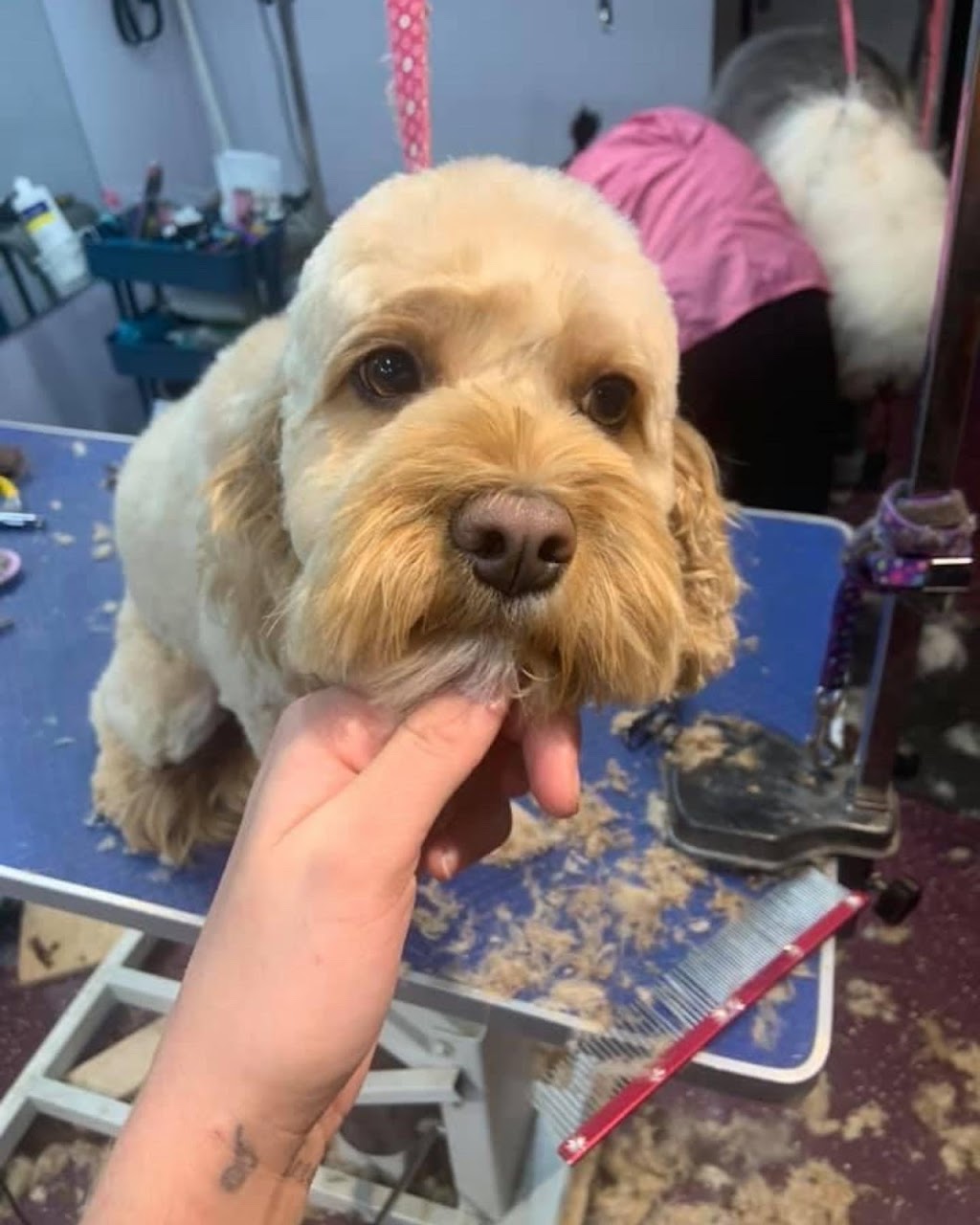 All for the woof | 5324 Main St, Orono, ON L0B 1M0, Canada | Phone: (289) 830-2281
