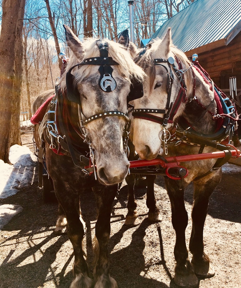 Precious Moments Carriages | 40 Anglican Church Rd, Lombardy, ON K0G 1L0, Canada | Phone: (613) 285-5698