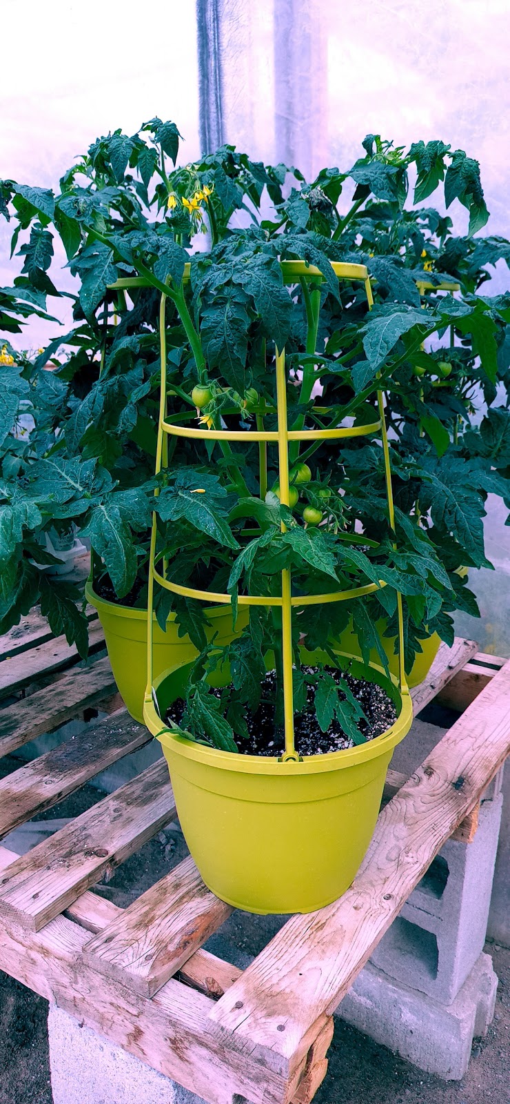 Viking Nursery | 4930 Sully Rd, Gores Landing, ON K0K 2E0, Canada | Phone: (905) 342-2537