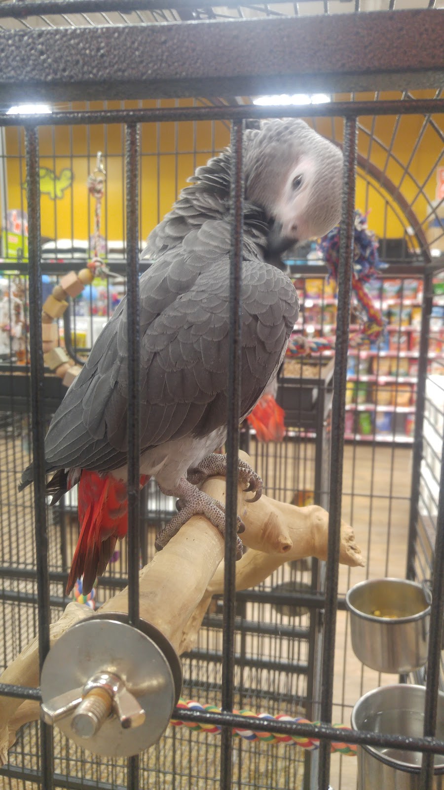 Petland | South Park 556, 3803 Calgary Trail NW, Edmonton, AB T6J 5M8, Canada | Phone: (780) 436-7387