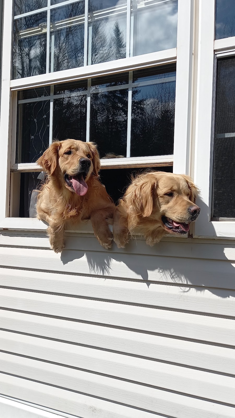 Greater Moncton SPCA | 116 Greenock St, Moncton, NB E1H 2J7, Canada | Phone: (506) 857-8698