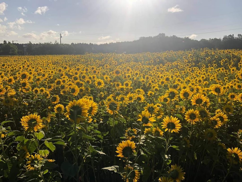 Lil Farm on the Jib | 84 MacLennan Rd, Hazelbrook, PE C1B 0N5, Canada | Phone: (902) 569-1133
