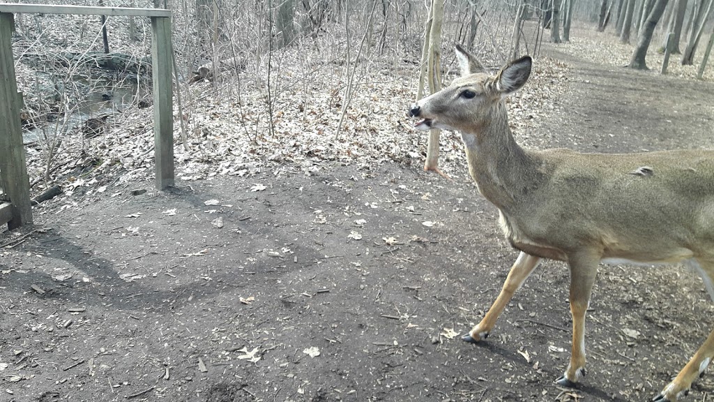 OJIBWAY TOM JOY WOODS | 5200 Matchette Rd, Windsor, ON N9C 4E8, Canada | Phone: (519) 966-5852
