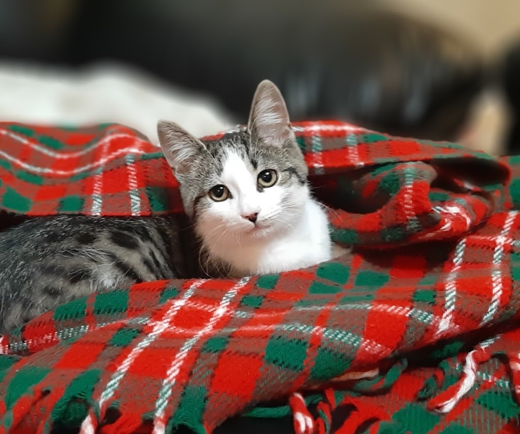 Golden Eagle Mobile Veterinary Services Ltd. | 3208 Renton Rd, Burlington, ON L7M 3C7, Canada | Phone: (647) 769-2791