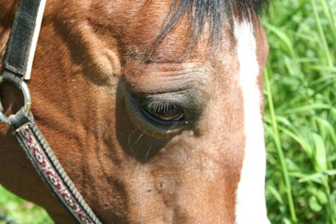Pine Grove Stable | 957 Pinegrove Rd, Blockhouse, NS B0J 1E0, Canada | Phone: (902) 521-6724