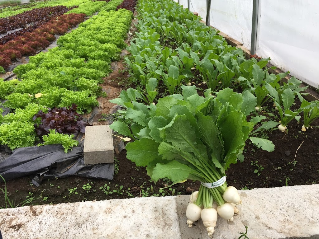 Henry Reed Organic Produce | 802 Henry Rd, Gibsons, BC V0N 1V2, Canada | Phone: (604) 886-7979