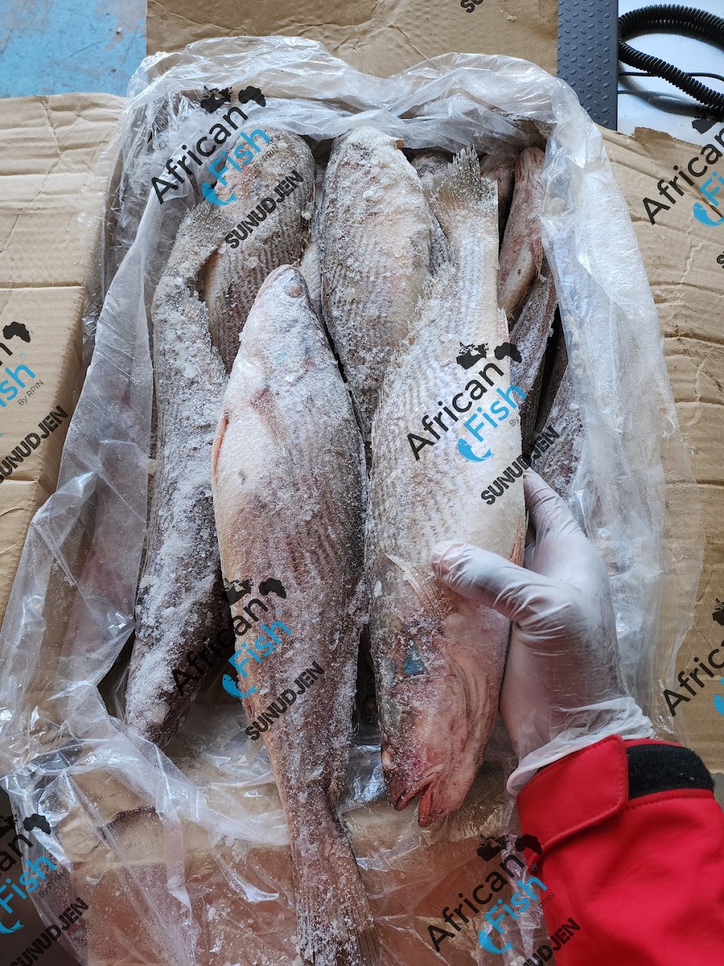African fish | 1522 Rue Jean-Lachaîne, Sainte-Catherine, QC J5C 1C2, Canada | Phone: (581) 745-2579