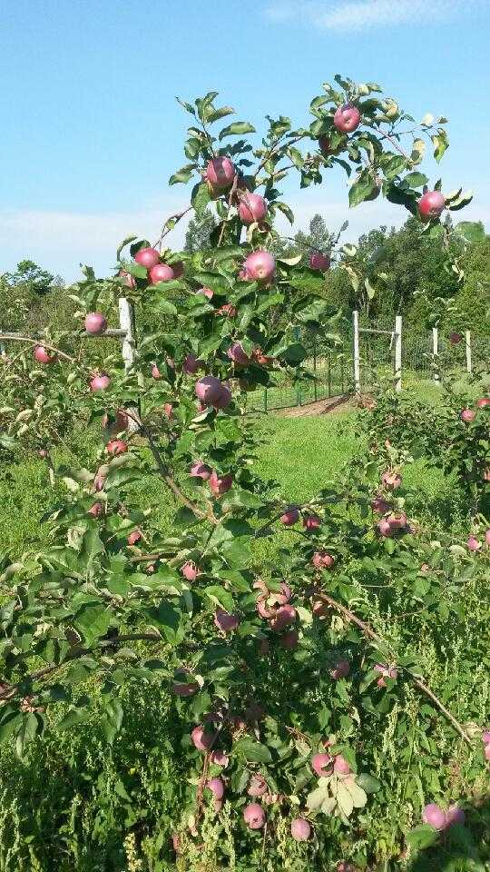 Blakes Apple Orchard | 42933 St Michaels Rd, Brussels, ON N0G 1H0, Canada | Phone: (519) 887-6972