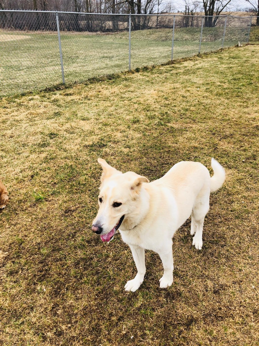 Tails In Trails Pet Resort | 133668 Allan Park, Hanover, ON N4N 3B8, Canada | Phone: (519) 364-3311