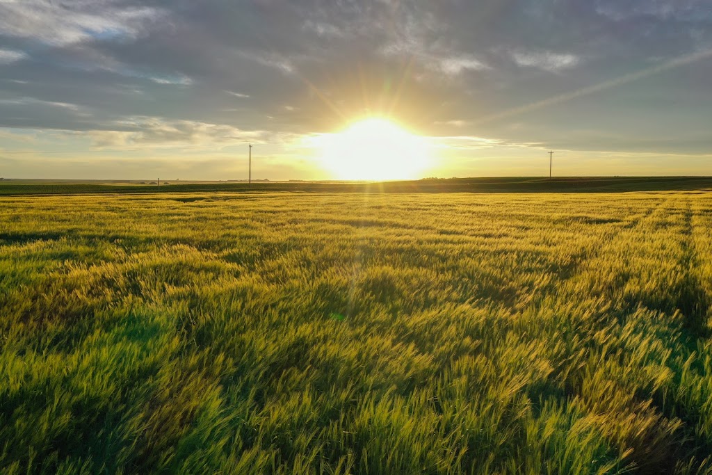 K3 Seeds | 110021, Range Road 20-3, Picture Butte, AB T0K 1V0, Canada | Phone: (403) 738-4517