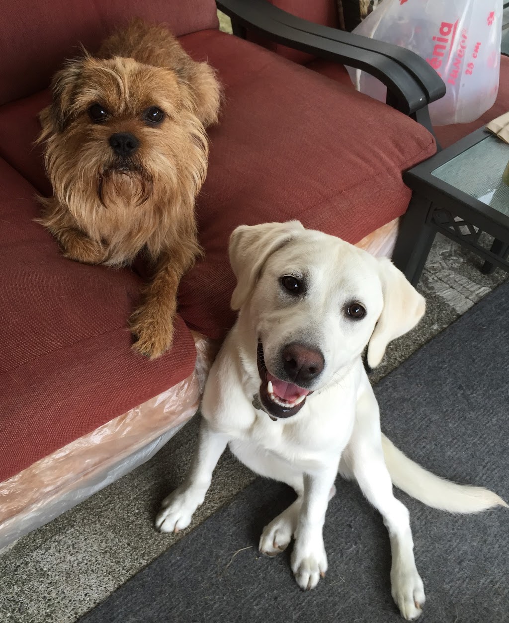 Doggy Dos & Donts | 3510 Bishop Pl, Coquitlam, BC V3E 0K2, Canada | Phone: (778) 896-5600