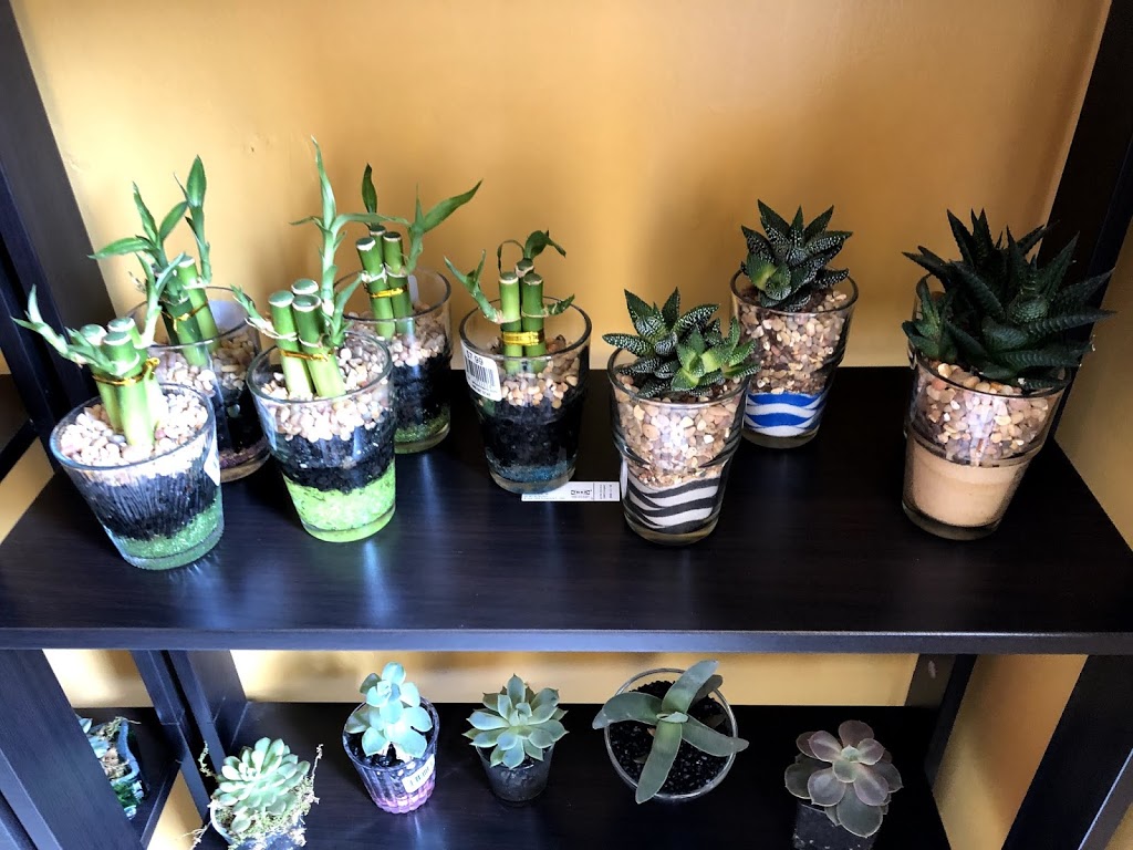 Geoponics Inc. | Indoor Plants Shop | 7125 Pacific Cir, Mississauga, ON L5T 2A5, Canada | Phone: (905) 795-2456