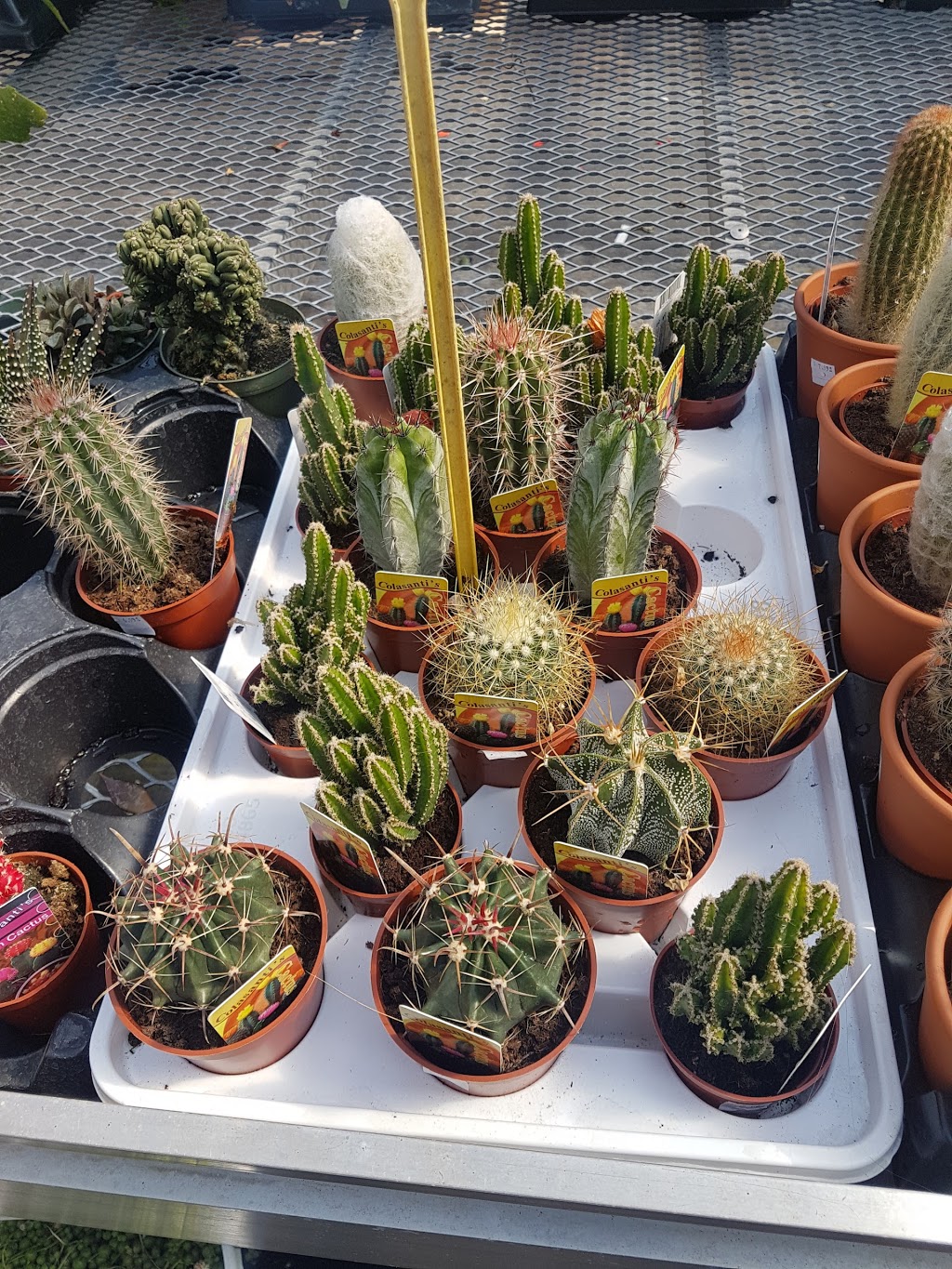 Trillium Hill Greenhouses | 471 Main St W, Grimsby, ON L3M 1T4, Canada | Phone: (905) 945-6336