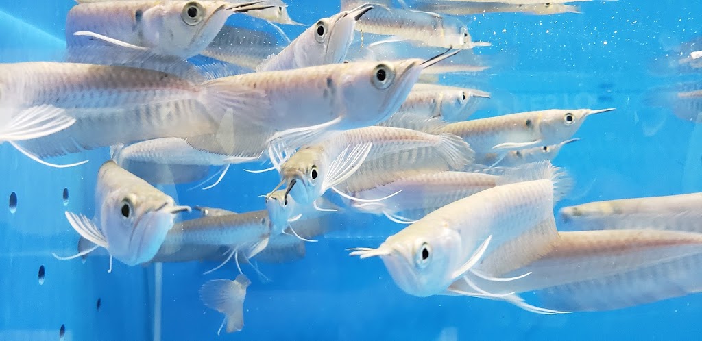 Magical Aquarium Club | 1911 Kennedy Rd unit 108, Scarborough, ON M1P 2L9, Canada | Phone: (416) 297-0010