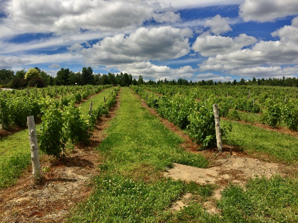 Vignoble Le Cep dArgent | 1257 Chem. de la Rivière, Magog, QC J1X 3W5, Canada | Phone: (819) 864-4441
