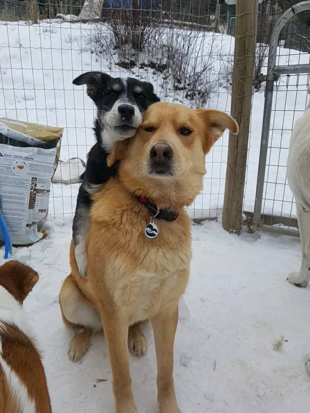Angels Animal Rescue Society | 2460 Torgerson Rd, Merritt, BC V1K 1B8, Canada | Phone: (250) 378-5223