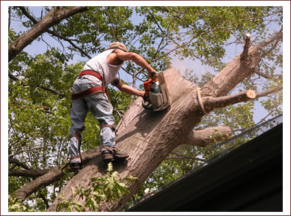 Westisland Tree Service | Old Châteauguay Rd, Kahnawake, QC J0L 1B0, Canada | Phone: (514) 631-6162