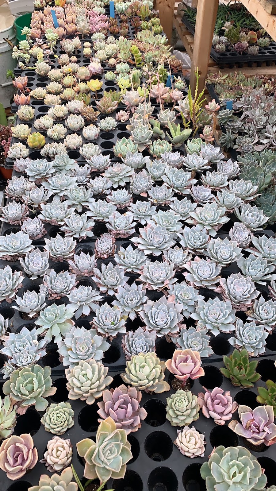nVi Garden | 129 Byng Ave, North York, ON M2N 4K6, Canada | Phone: (647) 588-0604