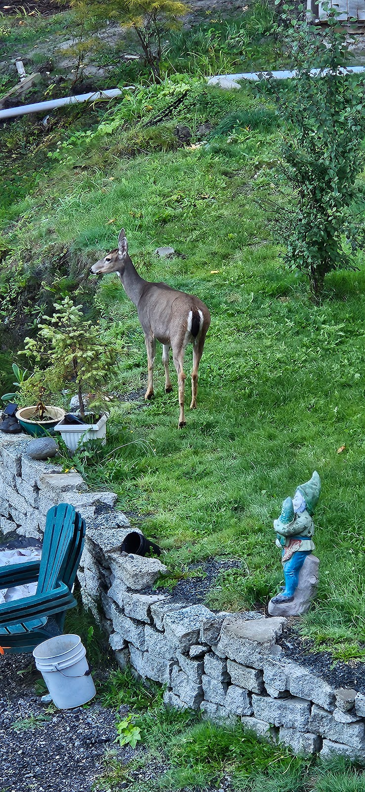 Five Cedars Campground | 51521 Chilliwack Lake Rd, Chilliwack, BC V4Z 1A7, Canada | Phone: (604) 866-8920