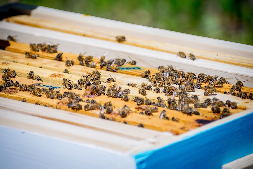 Crown Point Honey | 4984 Dunrobin Rd, Ottawa, ON K0A 3M0, Canada | Phone: (613) 859-4890