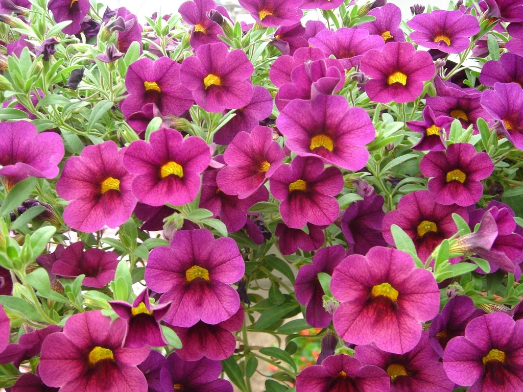 My Garden Nursery | 929 E Bakerview Rd, Bellingham, WA 98226, USA | Phone: (360) 366-8406