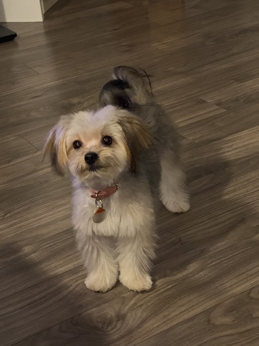 Salon De Toilettage Stars Canins | 5850 Chem. de Chambly, Saint-Hubert, QC J3Y 6W9, Canada | Phone: (450) 486-7827